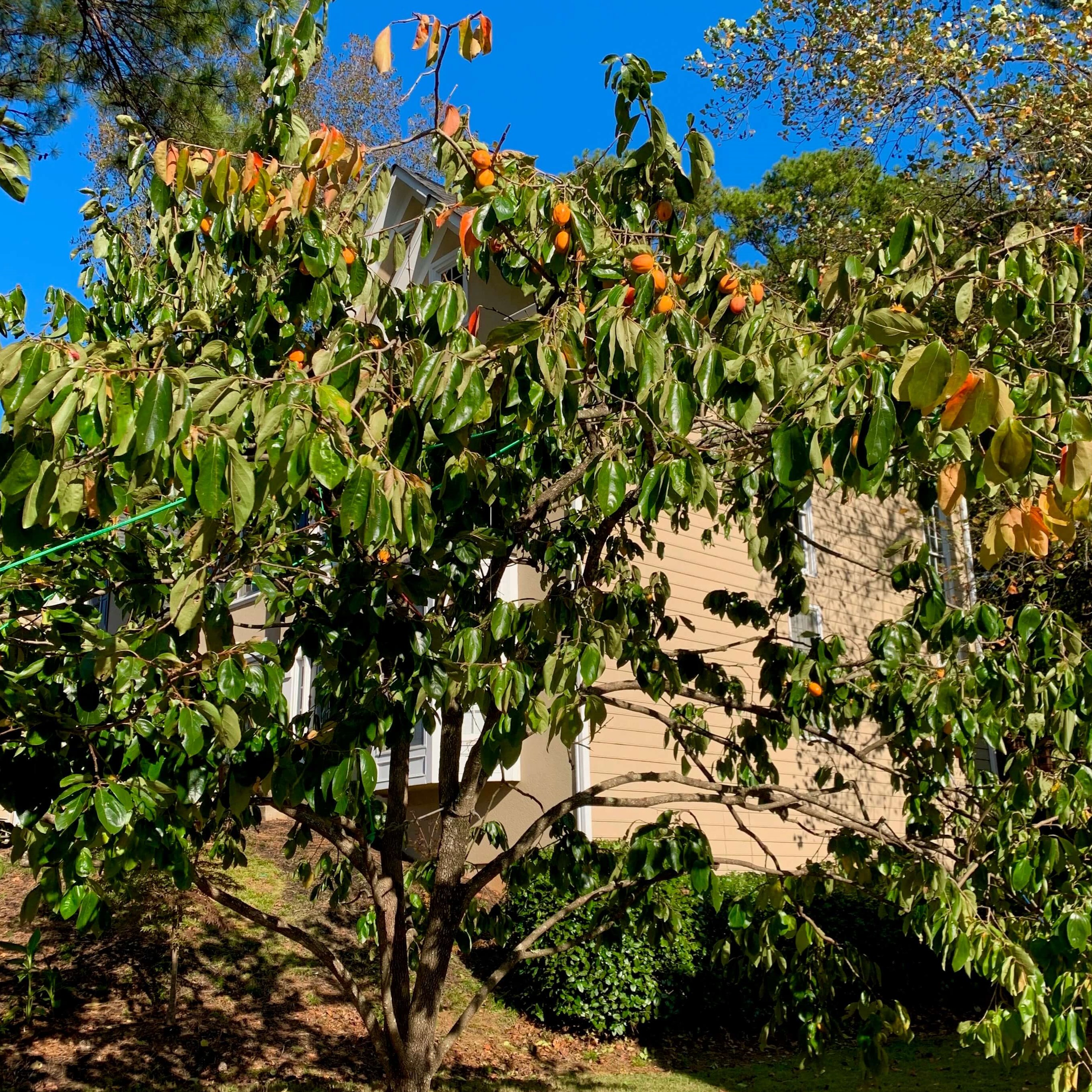 persimmon tree